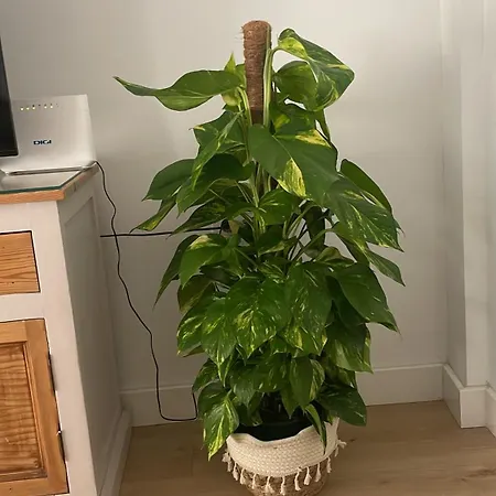 Exclusivo Cerca De La Playa Appartement